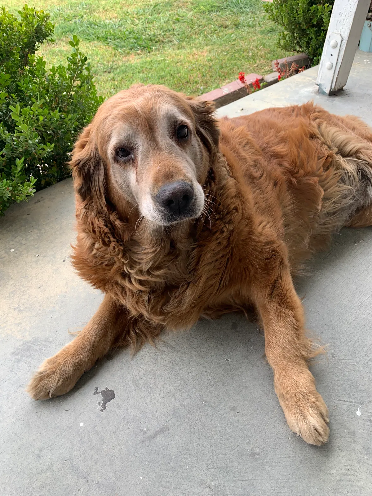 Found dog in Rosemead, CA, 91770