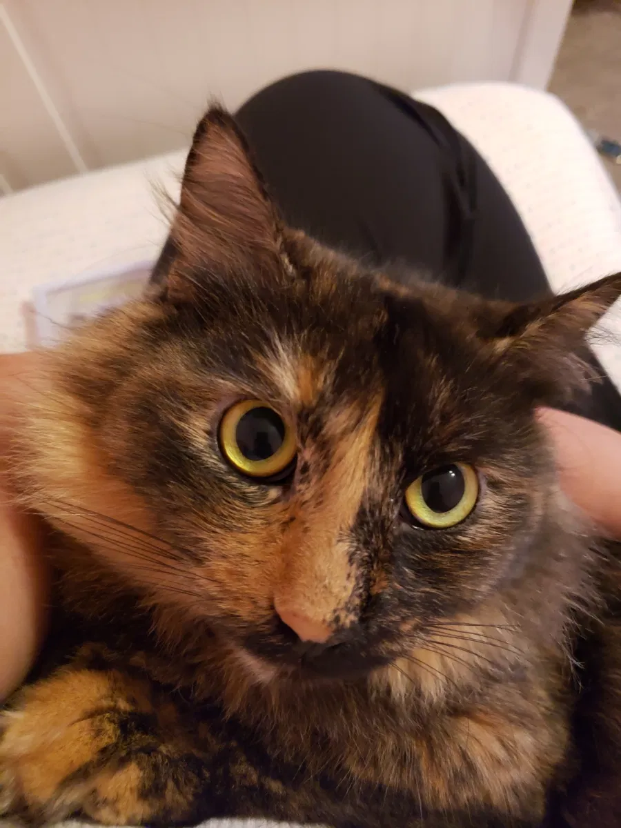 Lost cat in Middleburg, FL, 32068