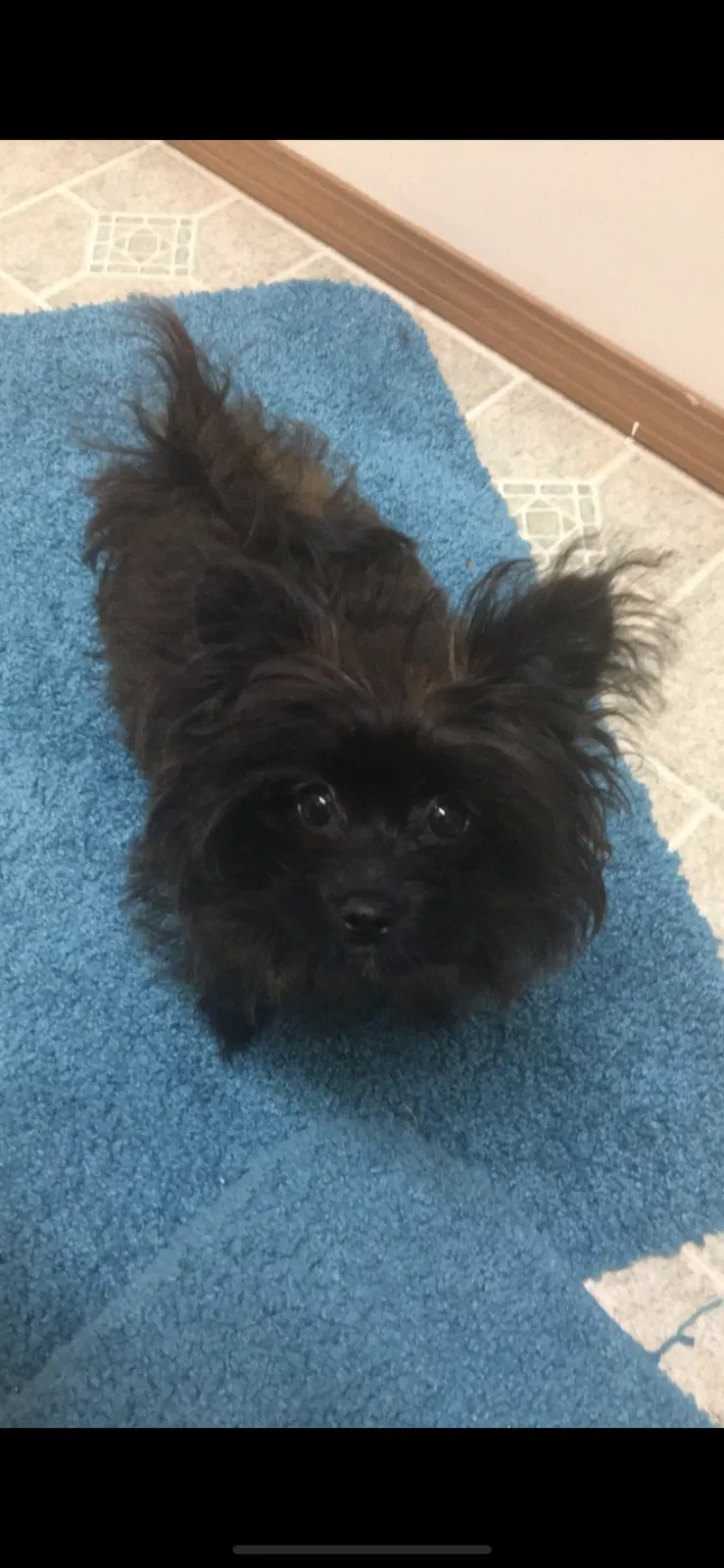 Lost dog in Yakima, WA, 98908