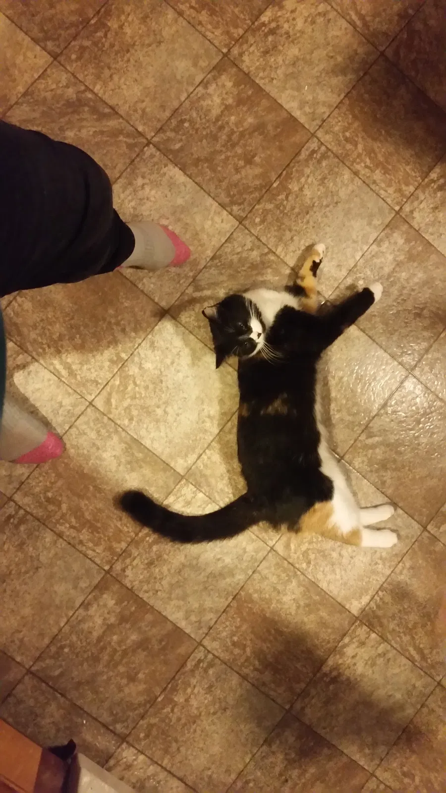 Lost cat in Johnstown, PA, 15906