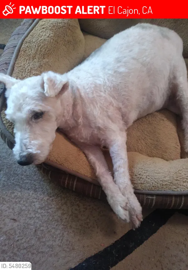 Lost dog in El Cajon, CA, 92020