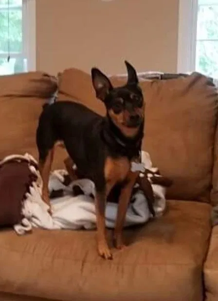 Lost dog in Michigan City, IN, 46360