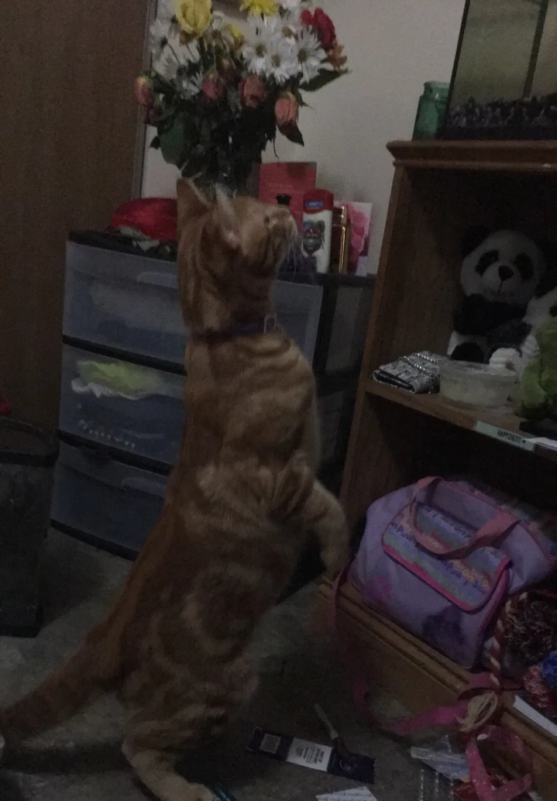 Lost cat in De Pere, WI, 54115