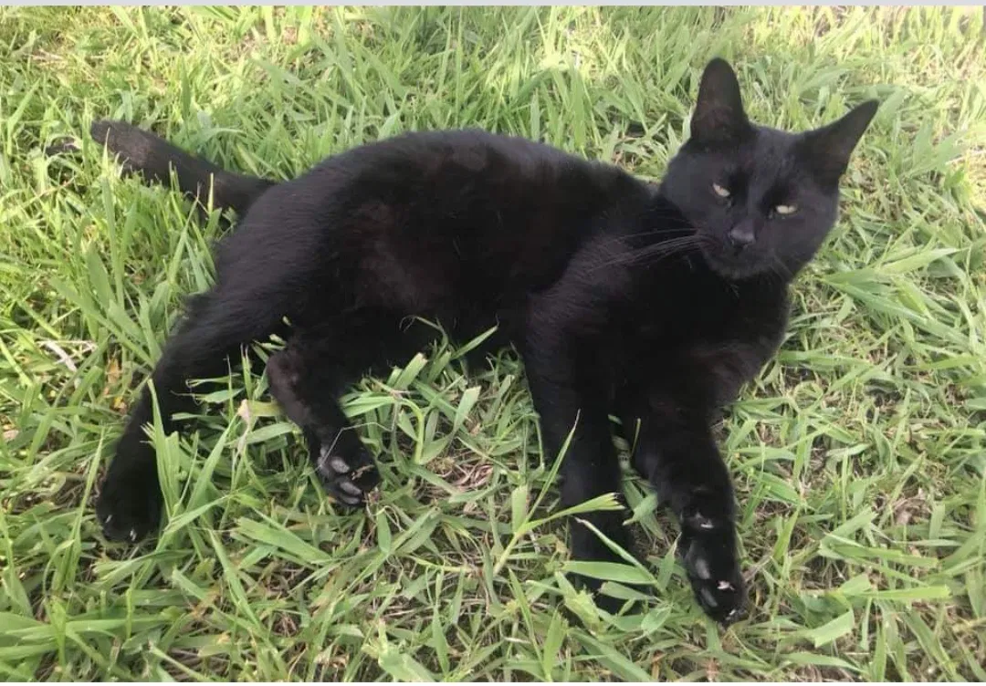 Lost cat in Attica, IN, 47918