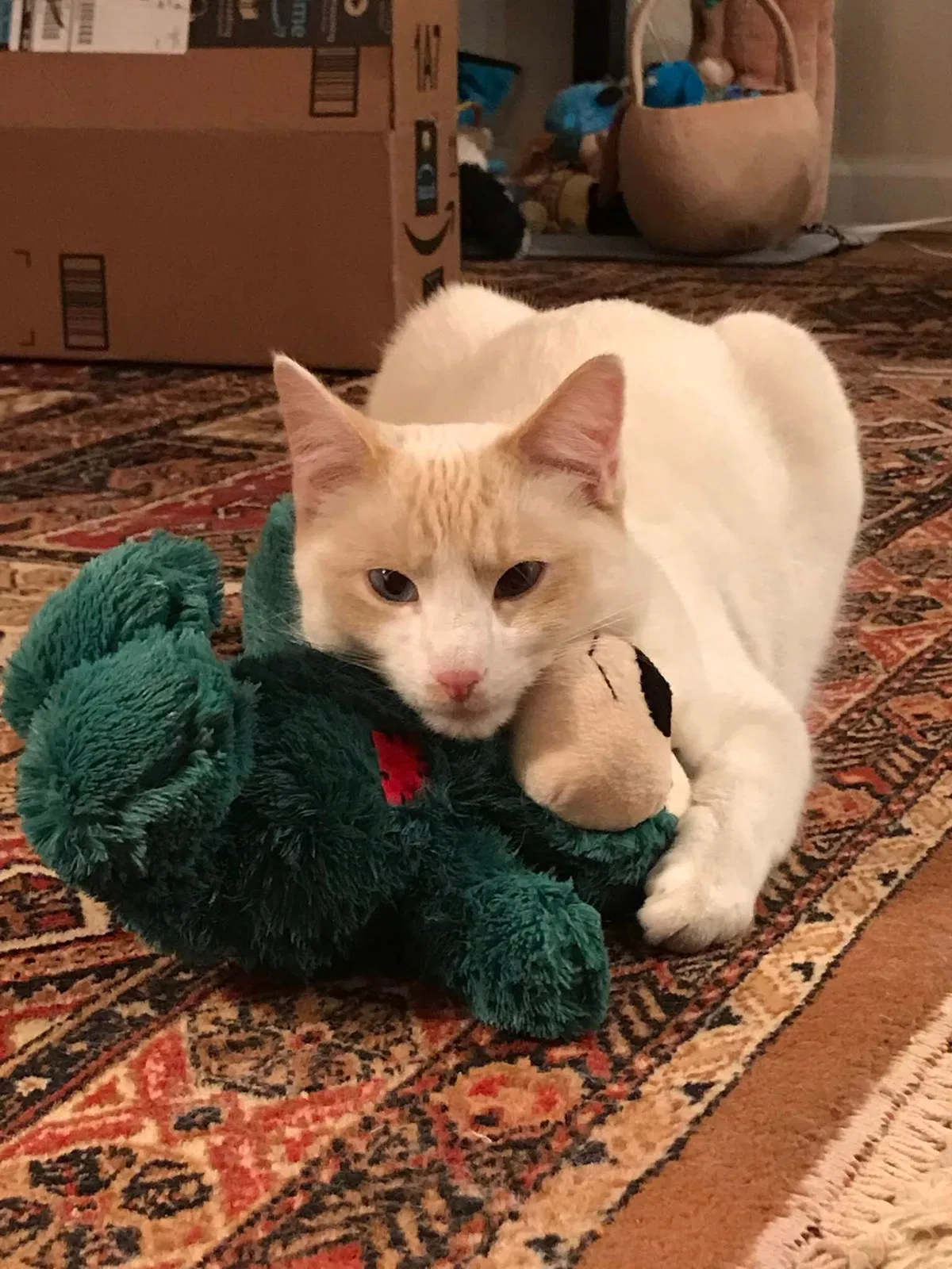 Lost cat in Longmont, CO, 80503
