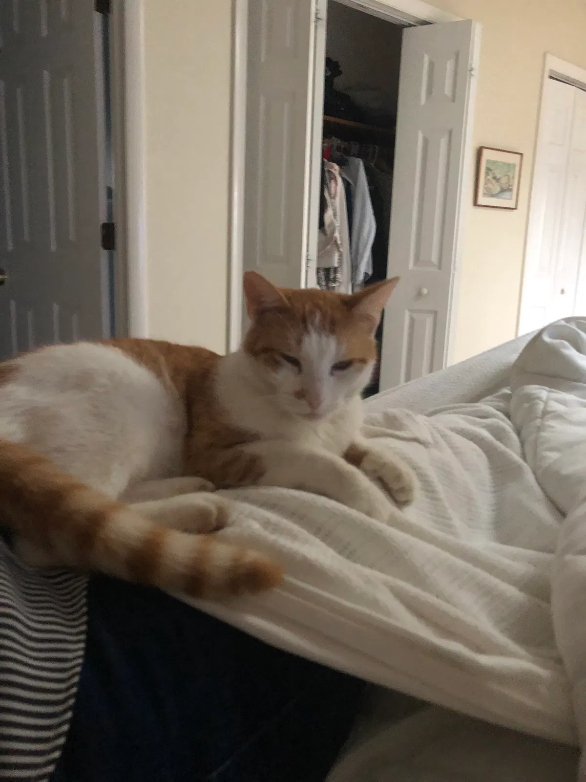 Lost cat in Norfolk, VA, 23509