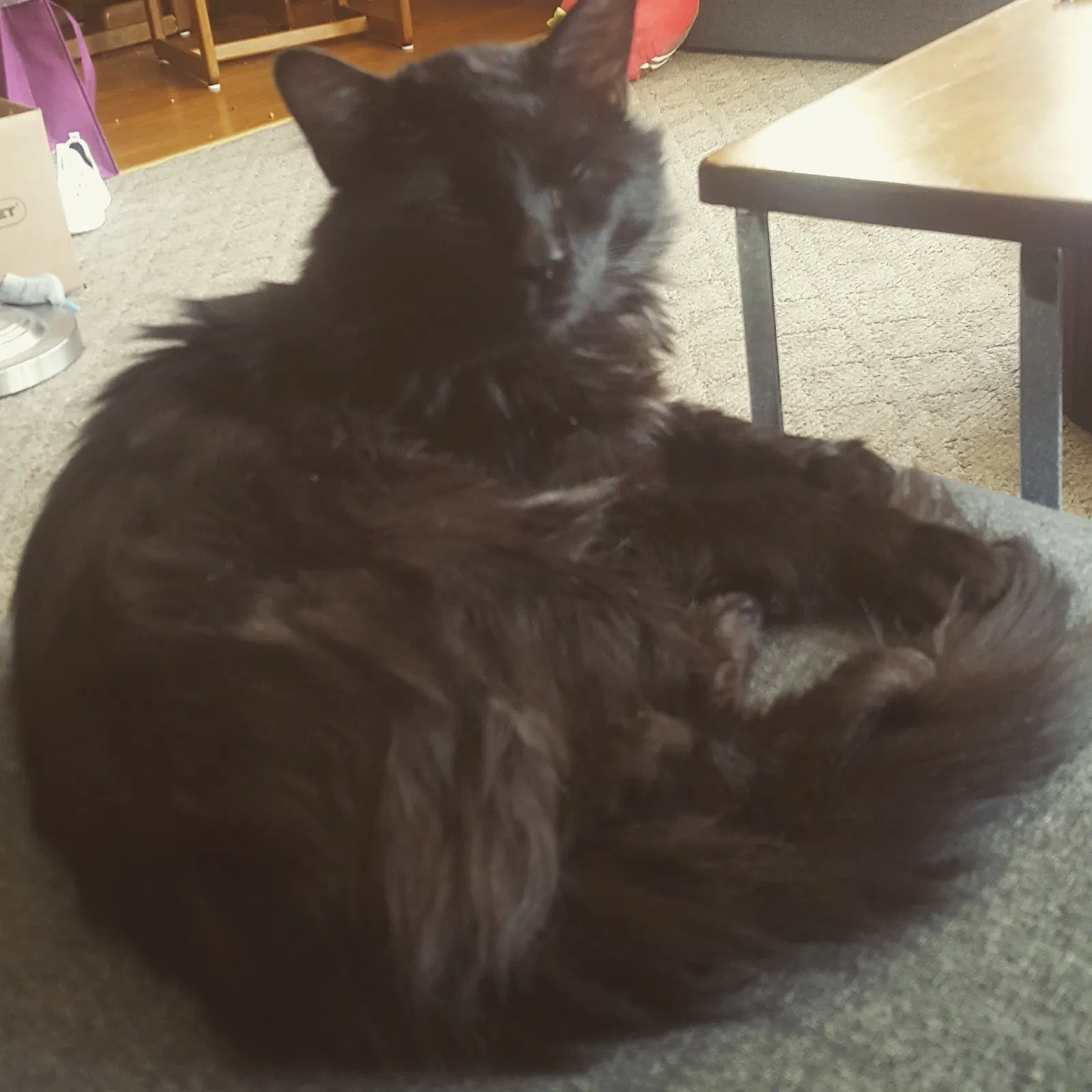 Lost cat in Hilliard, OH, 43026