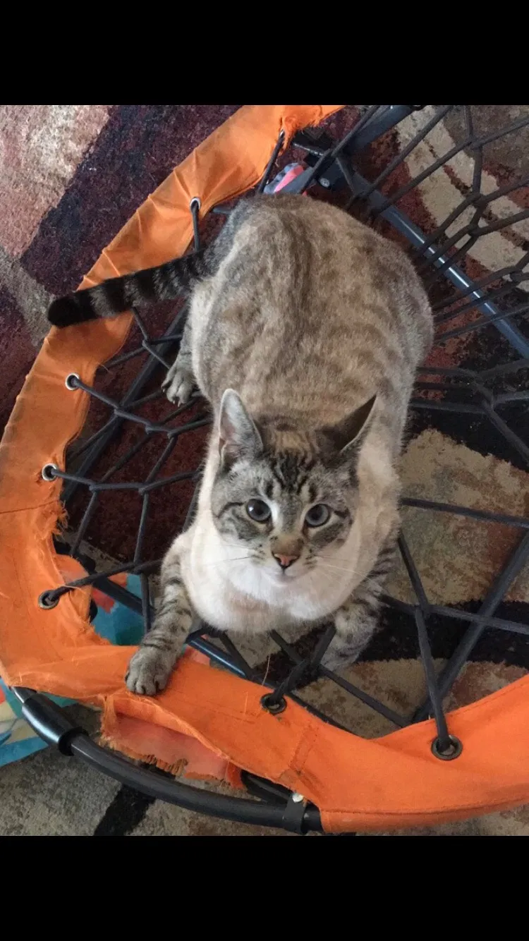 Lost cat in Shingle Springs, CA, 95682