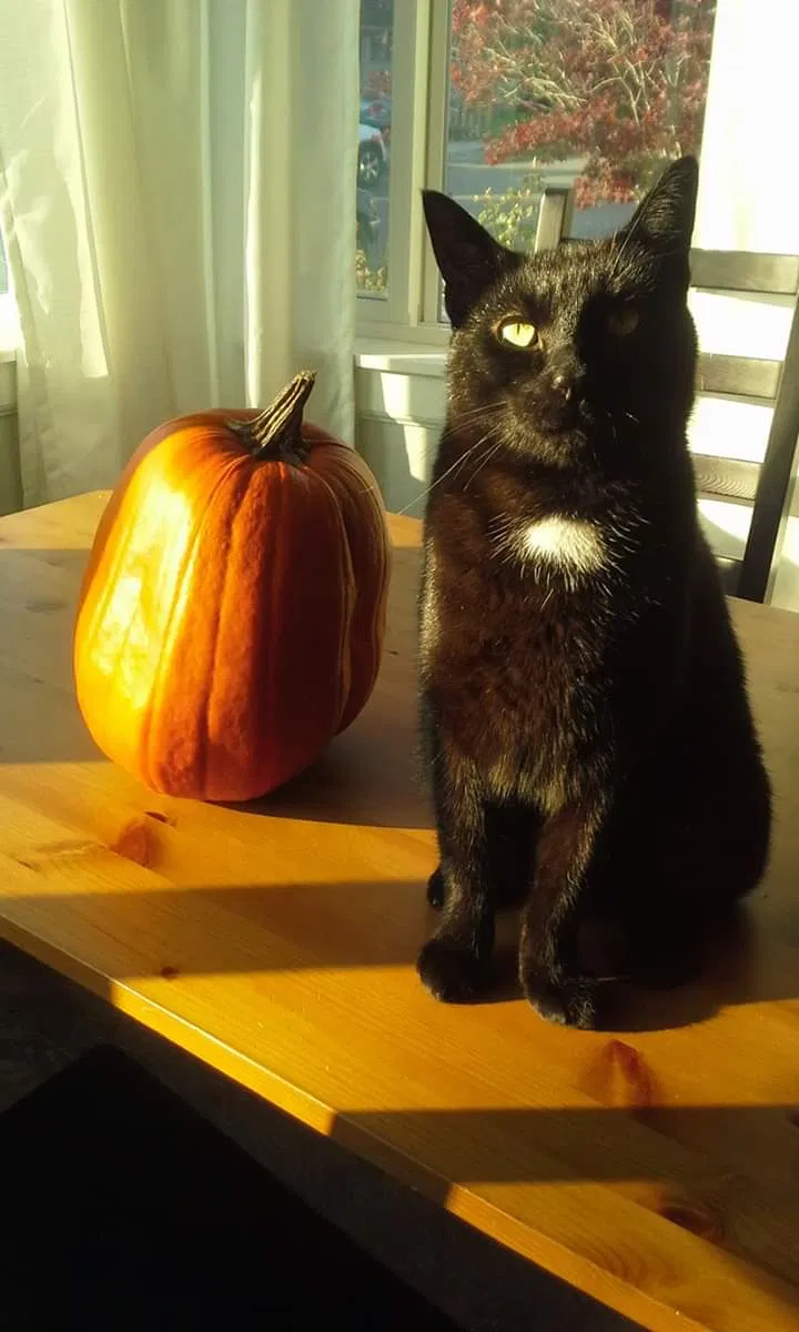 Lost cat in Renton, WA, 98057