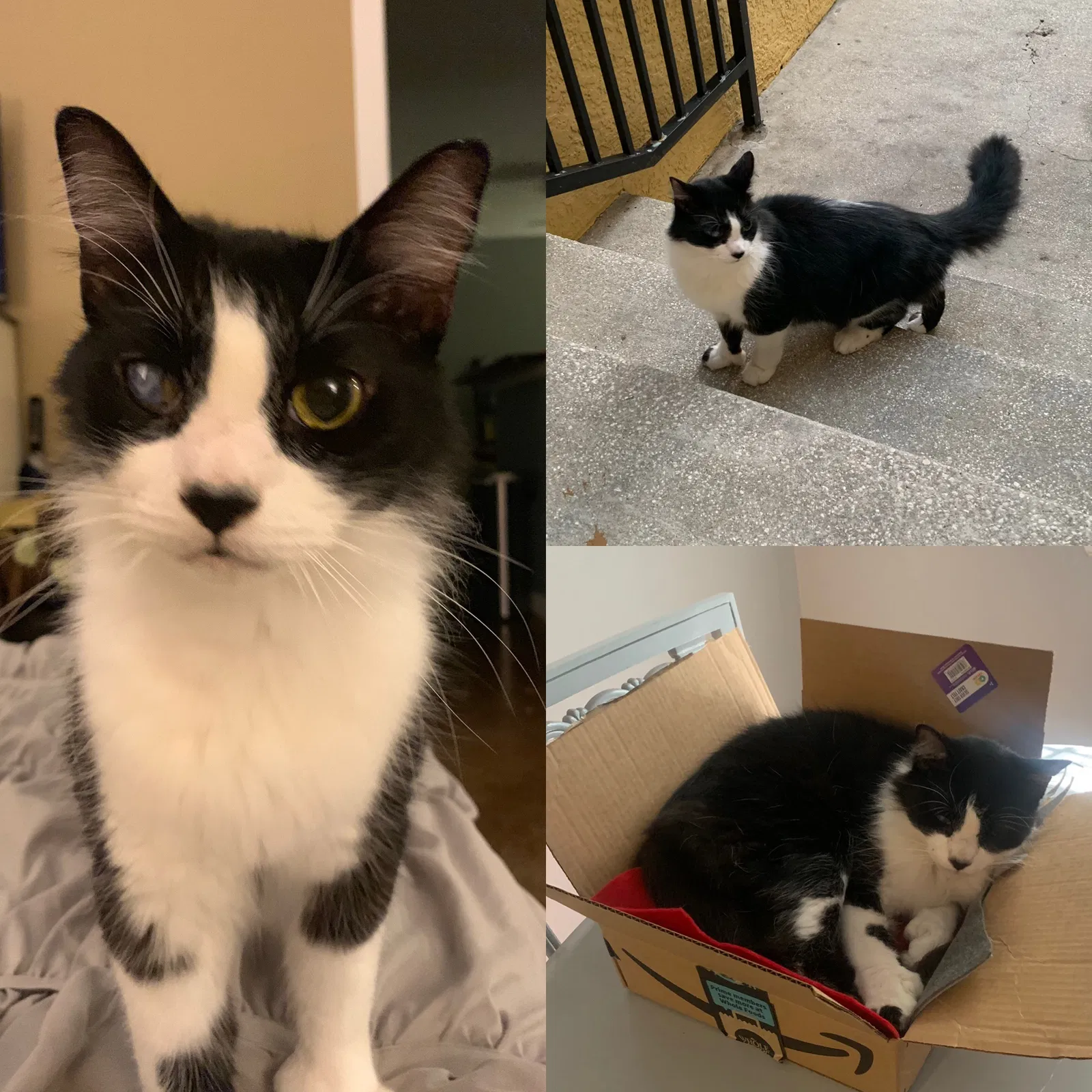 Lost cat in Tampa, FL, 33605