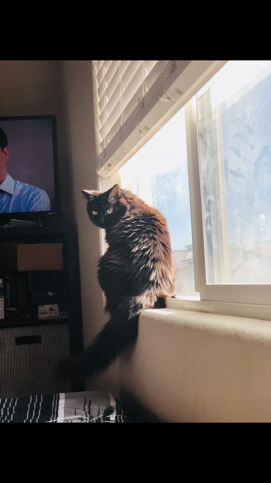 Lost cat in North Las Vegas, NV, 89084