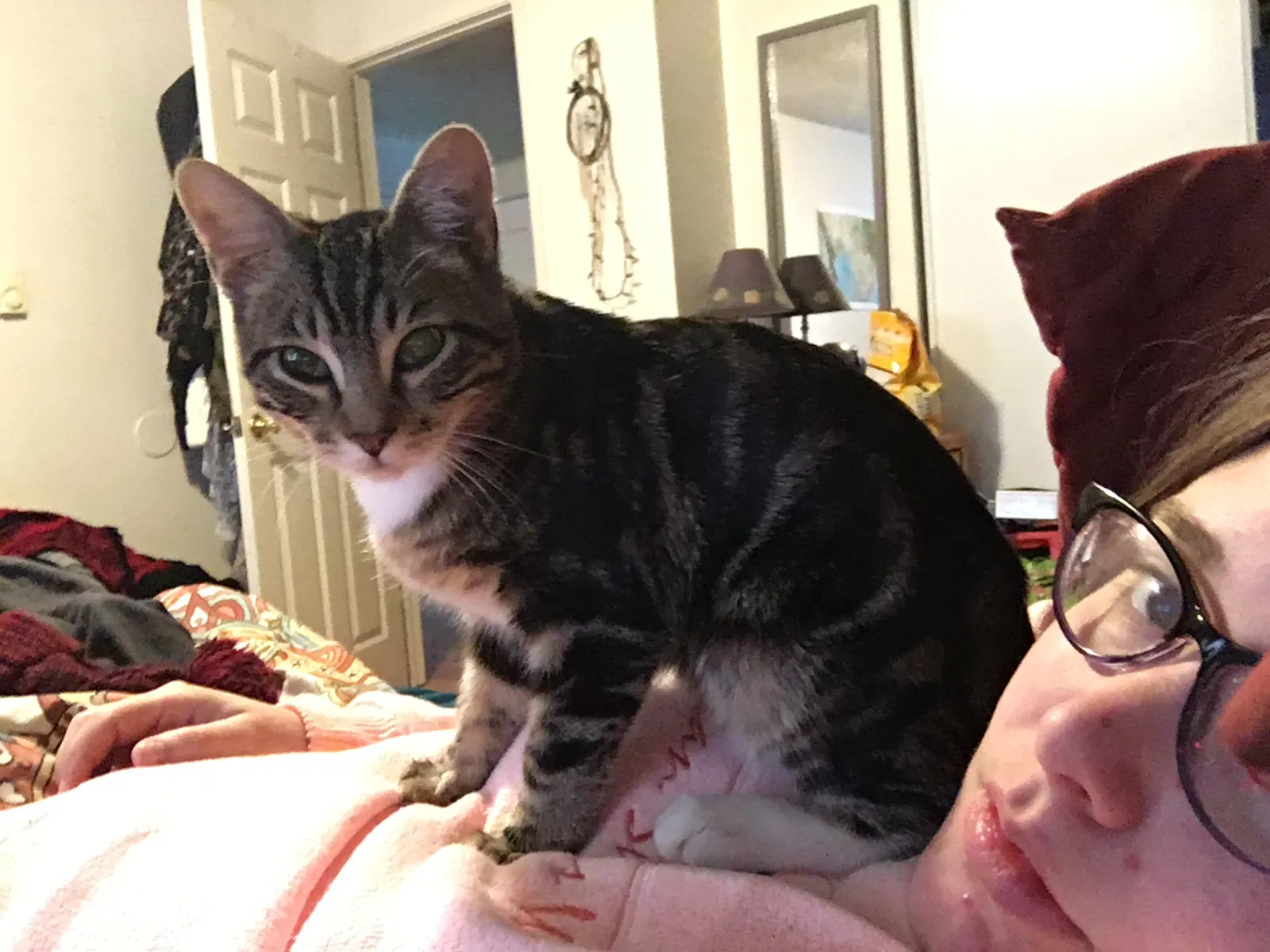 Lost cat in Seattle, WA, 98198