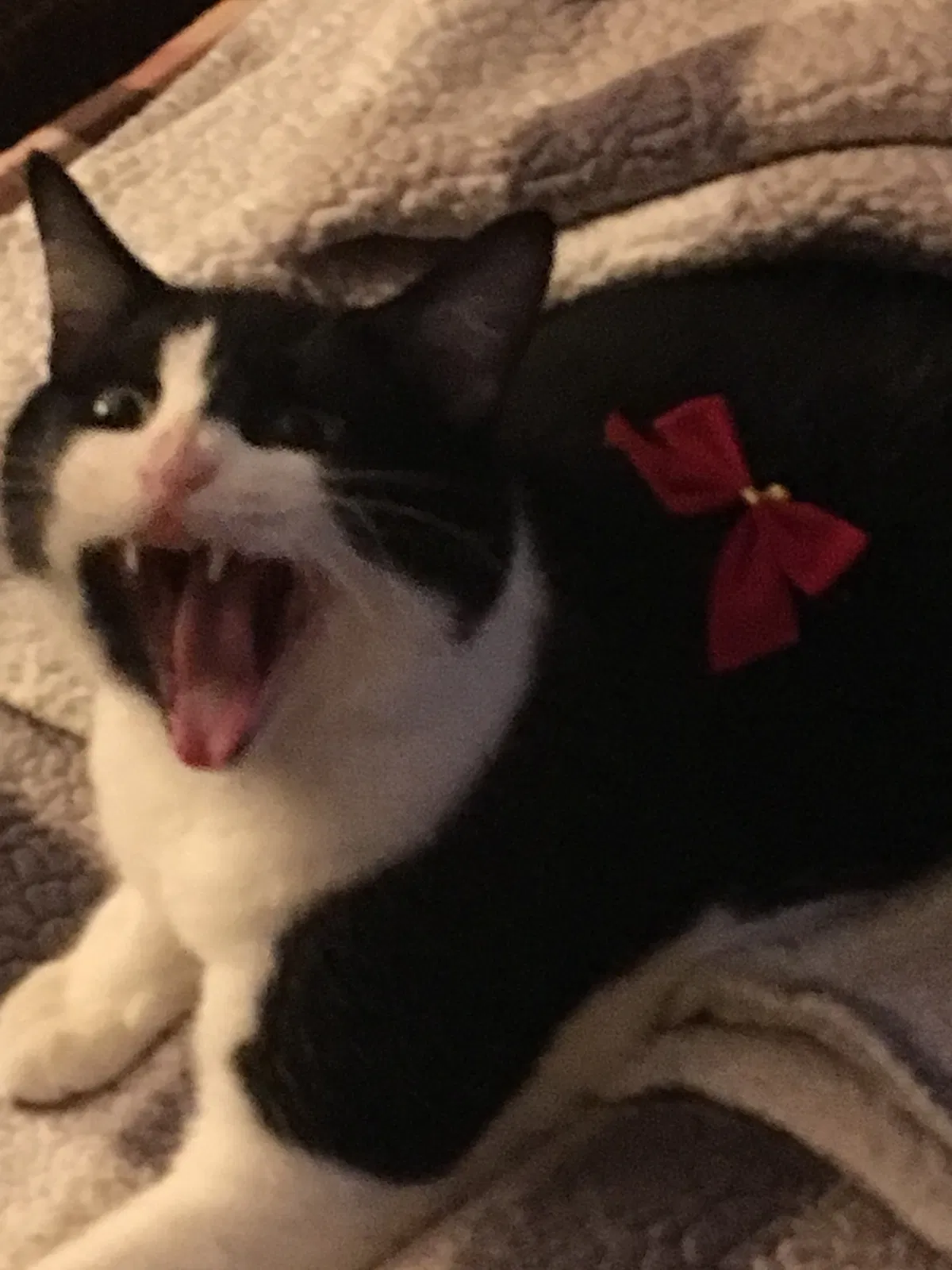 Lost cat in Columbus, IN, 47203