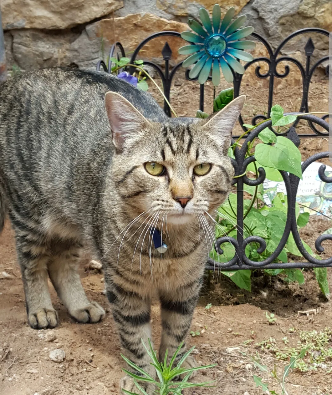 Lost cat in El Paso, TX, 79932