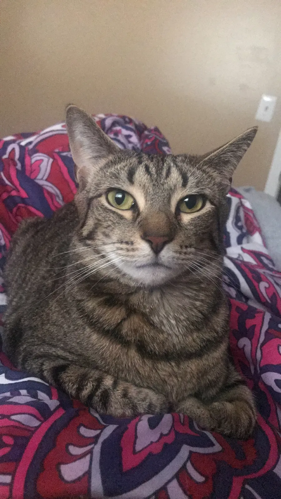 Lost cat in Bronx, NY, 10469