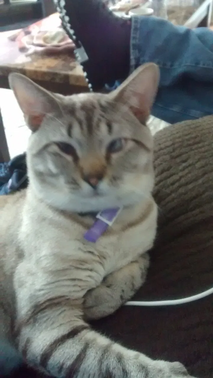 Lost cat in Pembroke, GA, 31321