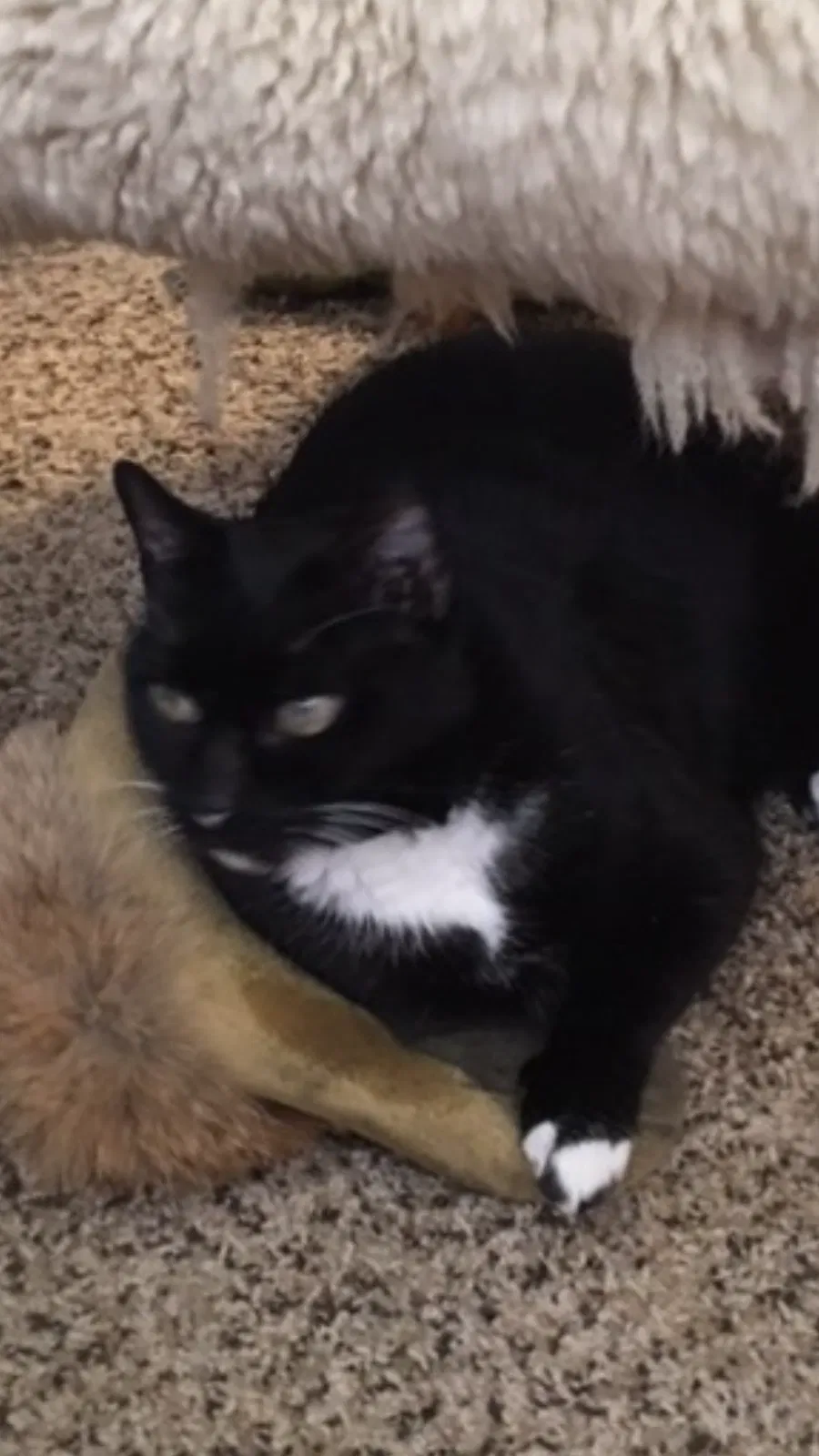 Lost cat in Tucson, AZ, 85750