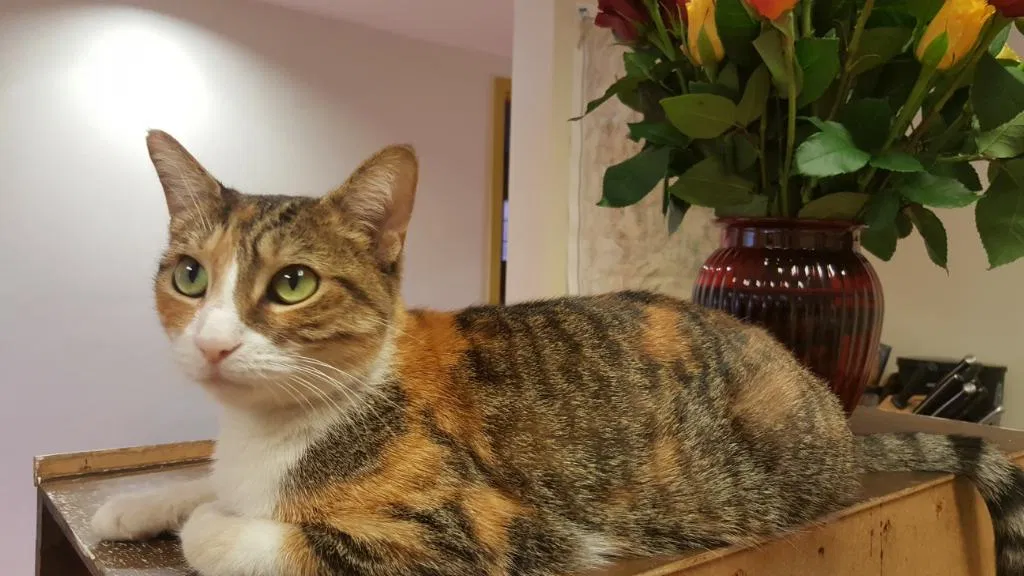 Lost cat in Tucson, AZ, 85719