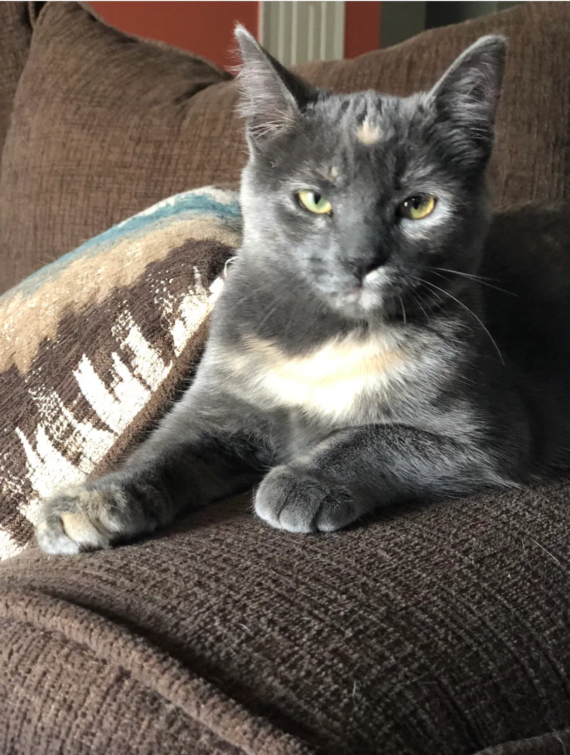 Lost cat in Davenport, FL, 33837