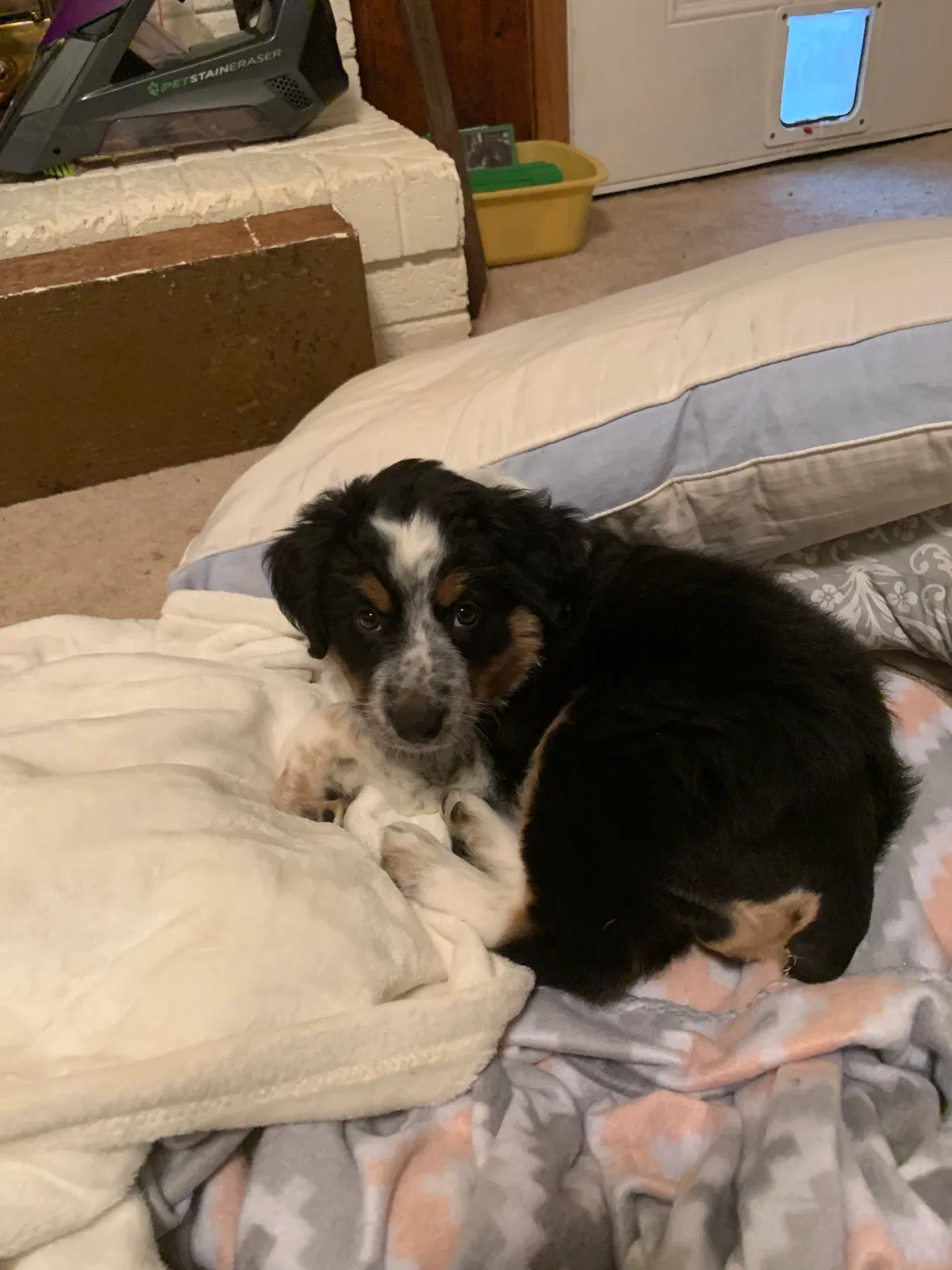 Lost dog in Jacksonville, NC, 28546