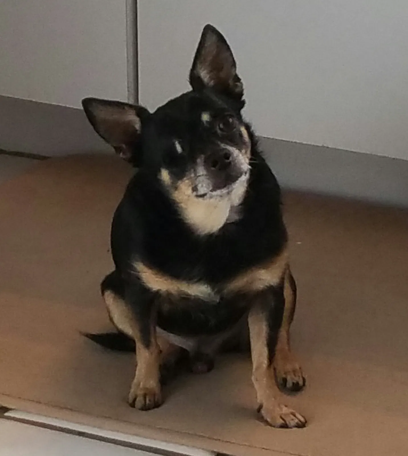 Lost dog in Lakeland, FL, 33810