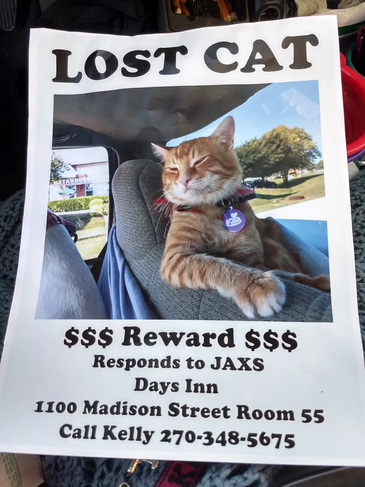Lost cat in Clarksville, TN, 37043
