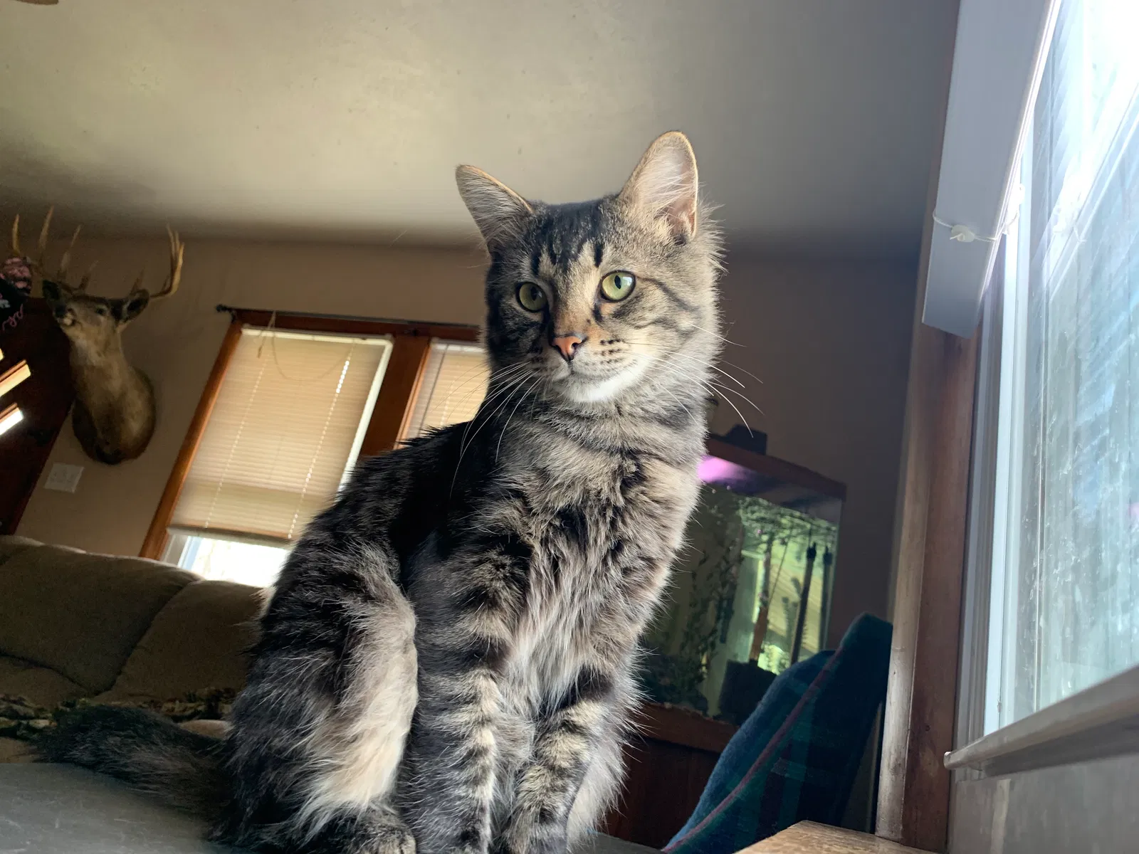 Lost cat in Barberton, OH, 44203