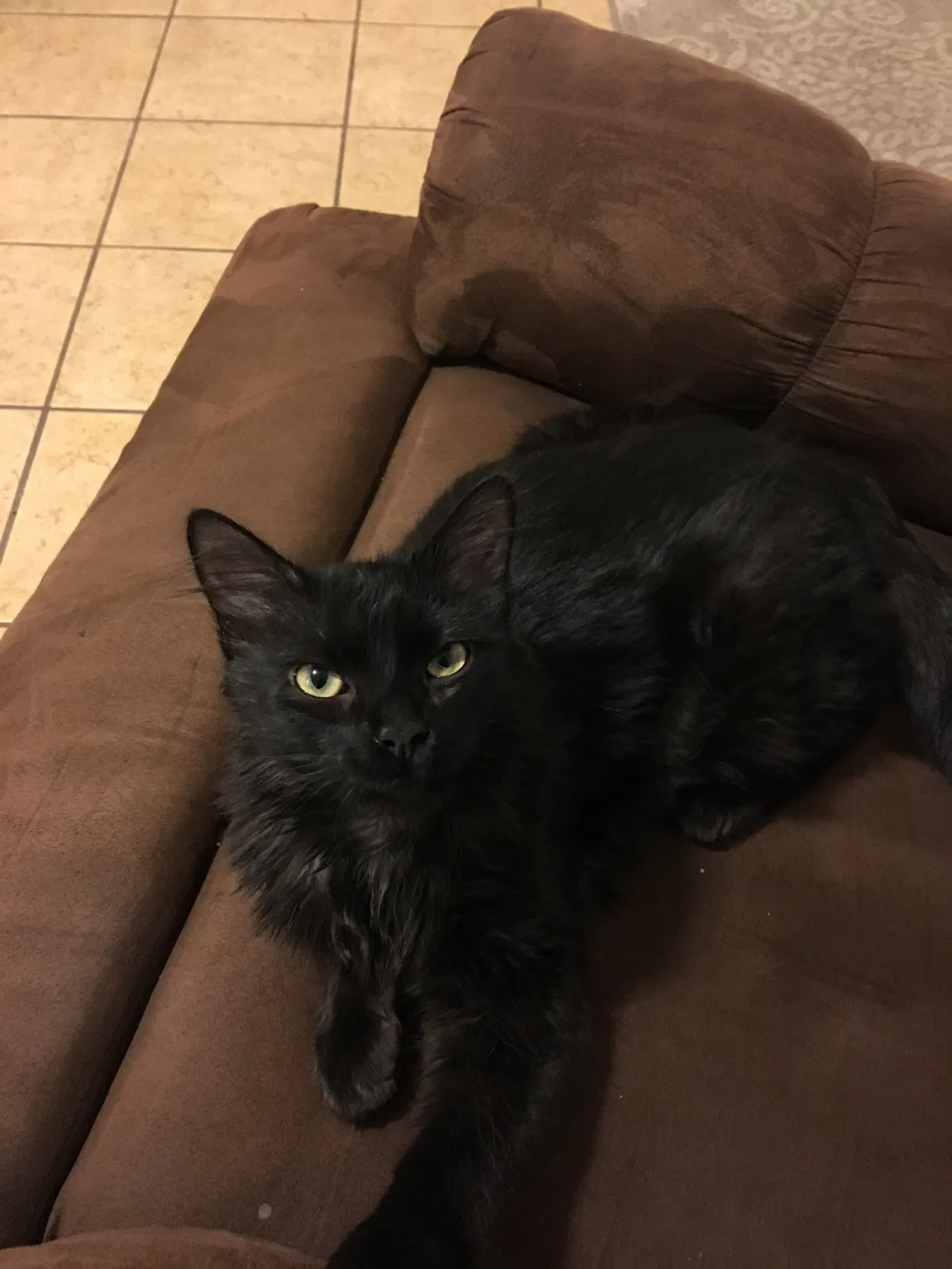 Lost cat in Mesa, AZ, 85212
