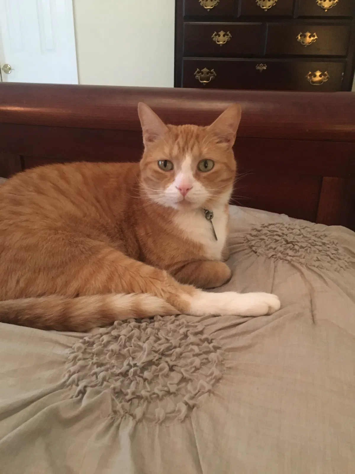 Lost cat in Charlotte, NC, 28214