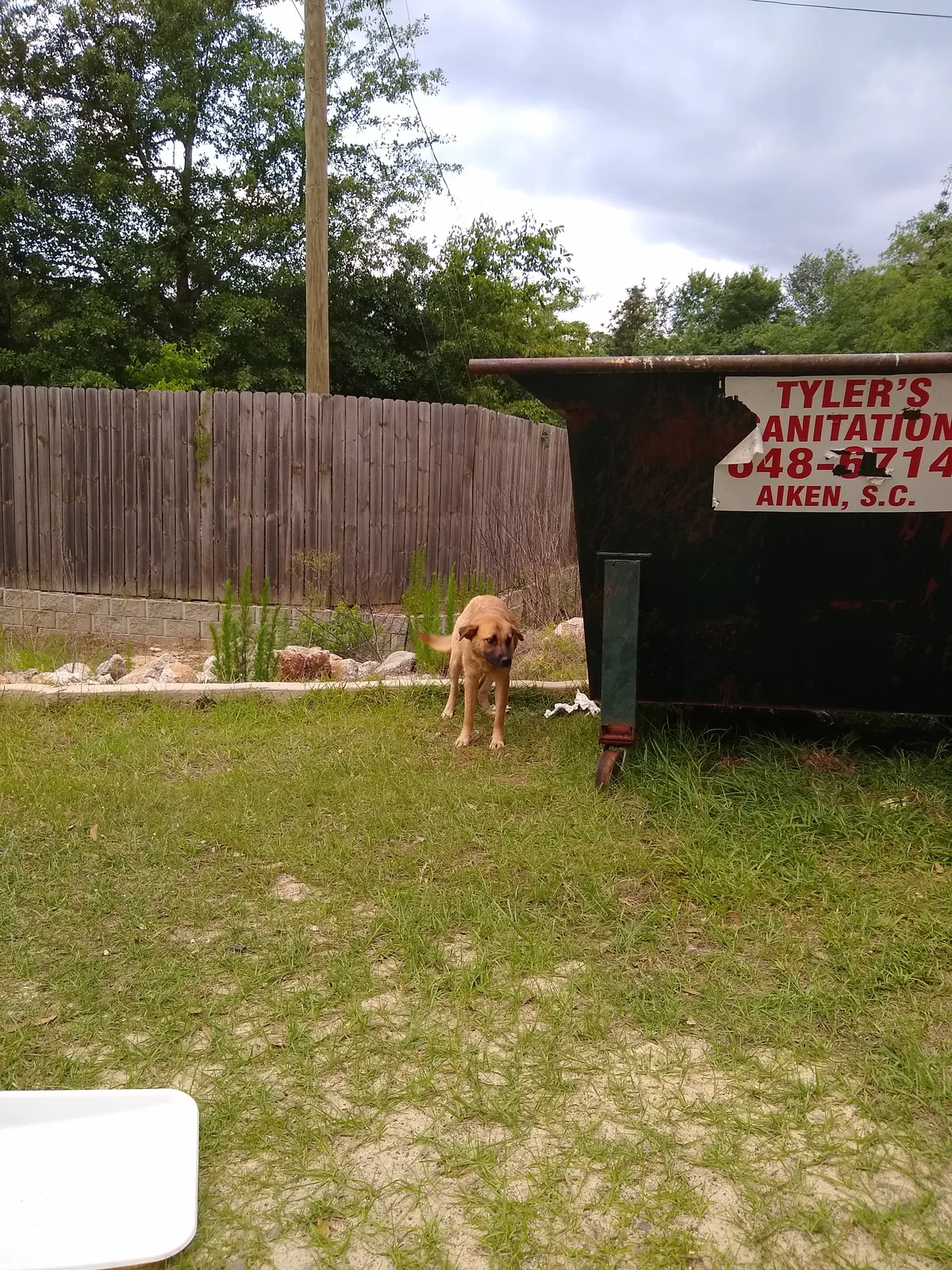Found dog in Graniteville, SC, 29829