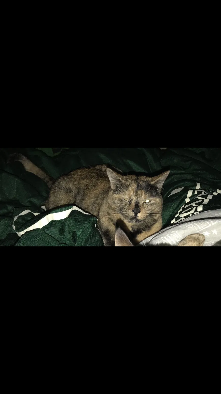 Lost cat in Thornton, CO, 80241