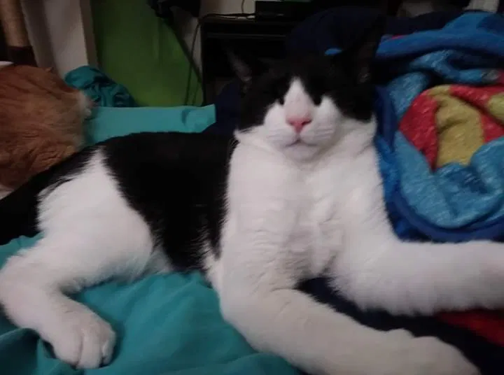 Lost cat in Gainesville, FL, 32608