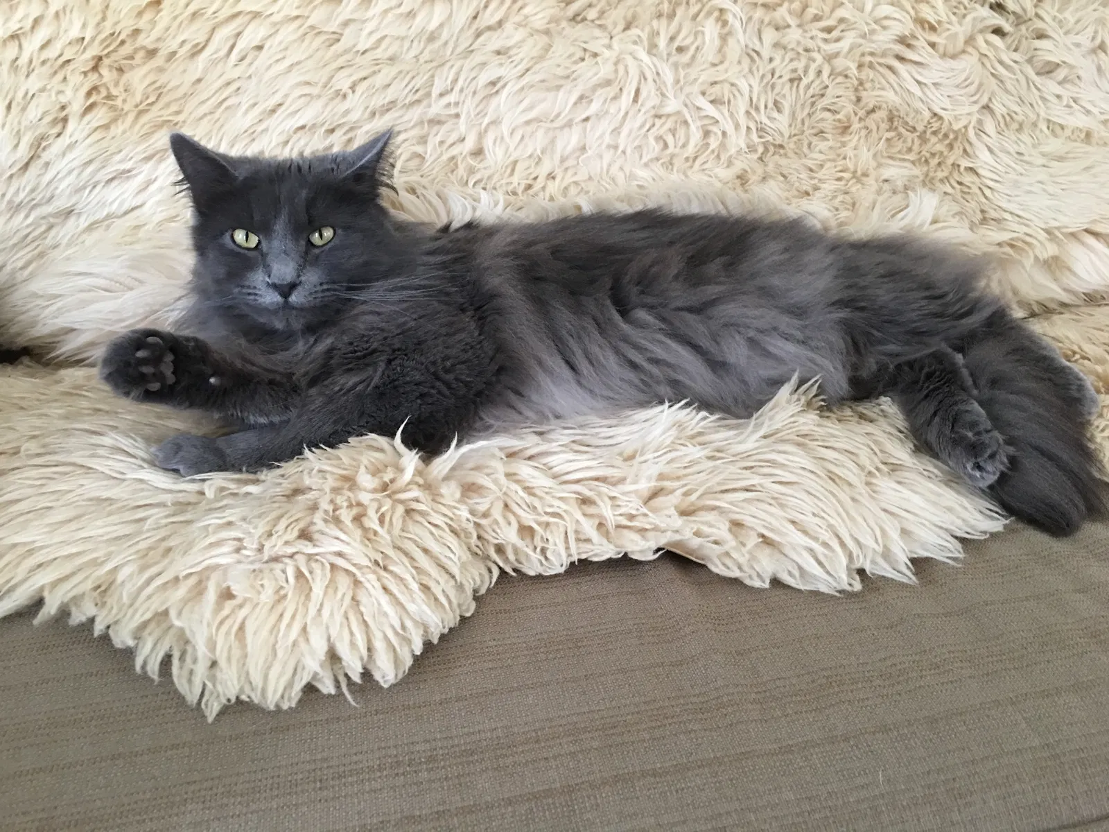 Lost cat in Mission, KS, 66205