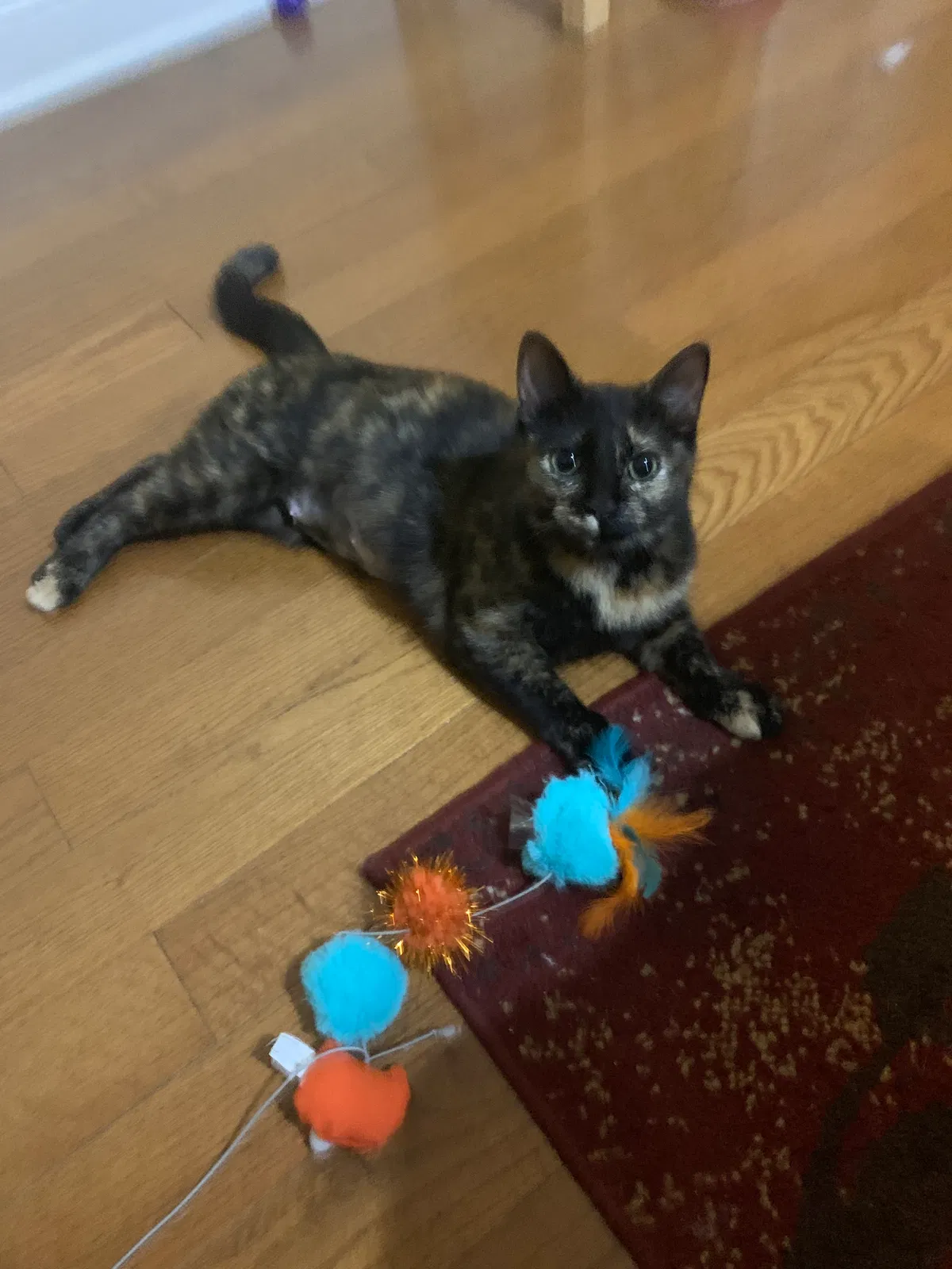 Lost cat in Atlanta, GA, 30350