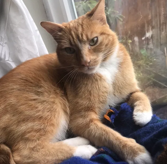 Lost cat in Alameda, CA, 94501