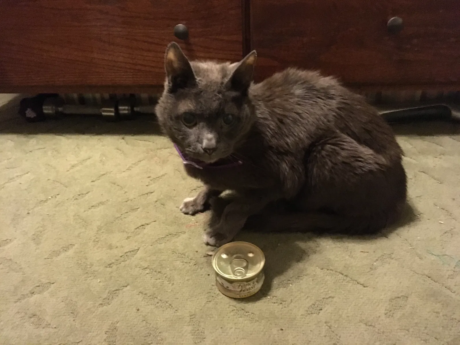 Lost cat in Grand Rapids, MI, 49503