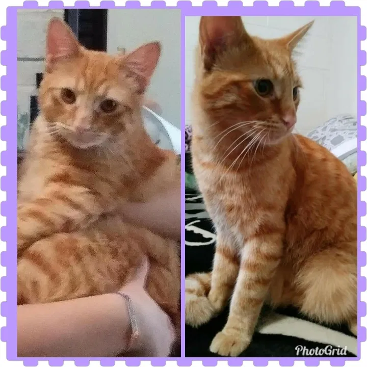 Lost cat in Victorville, CA, 92395