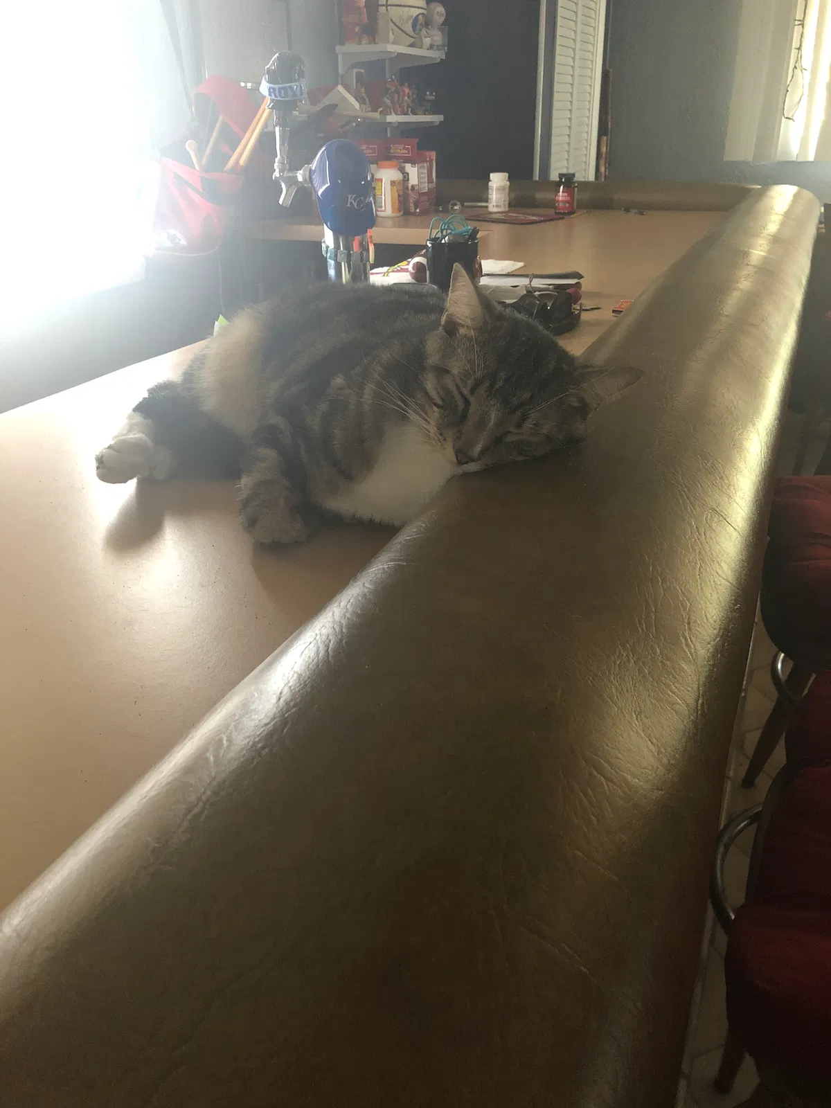 Lost cat in Dunedin, FL, 34698