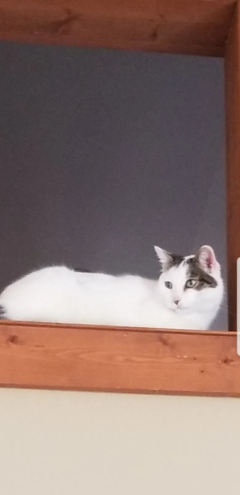 Lost cat in Milford, MI, 48380