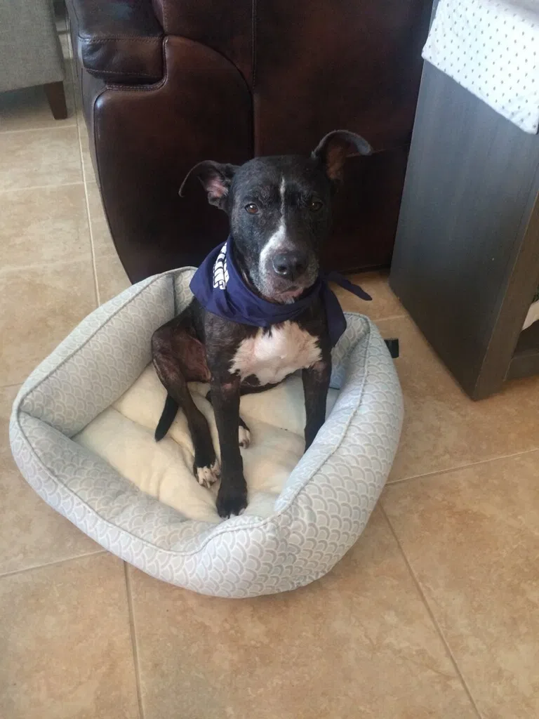 Lost dog in Mc Lean, VA, 22101