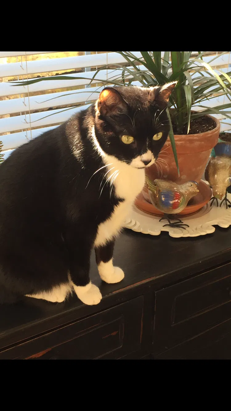 Lost cat in Irmo, SC, 29063
