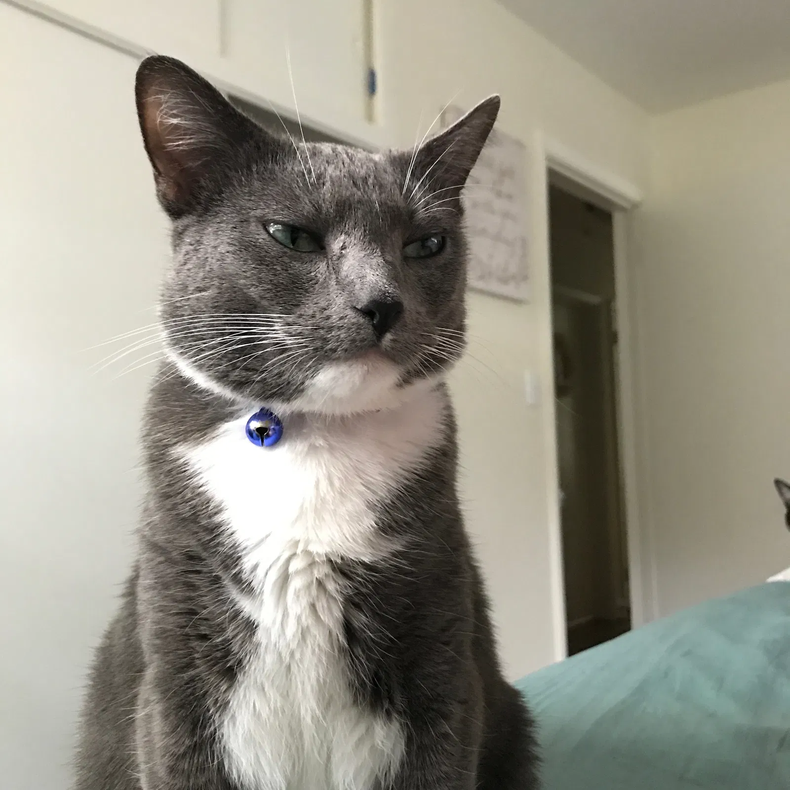 Lost cat in Greensboro, NC, 27408