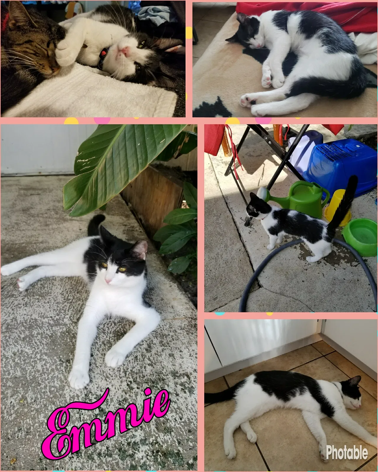 Lost cat in Hollywood, FL, 33021