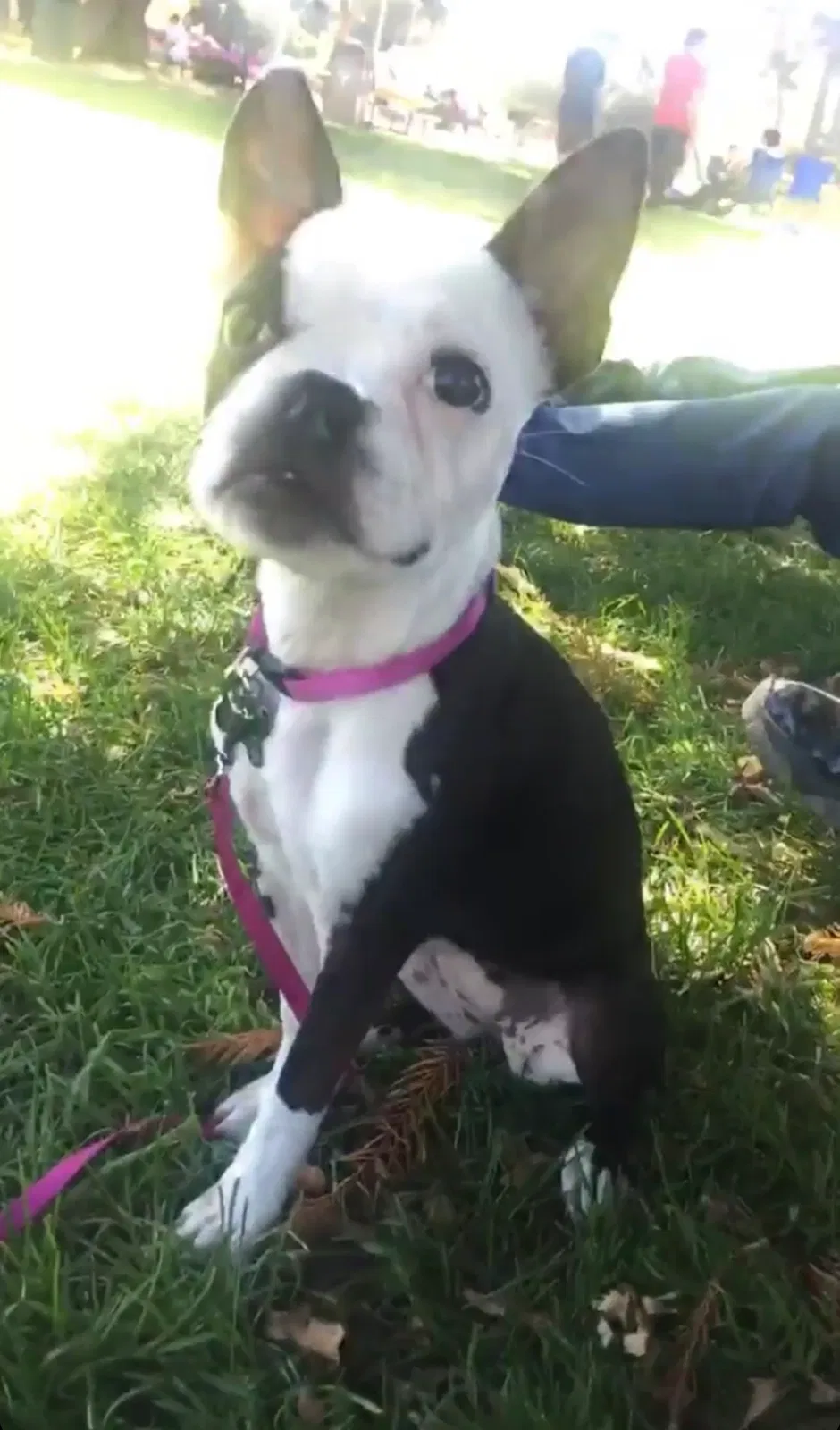 Lost dog in Oakland, CA, 94621