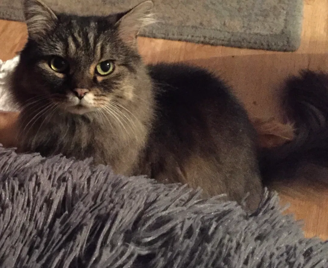 Lost cat in Westmont, IL, 60559