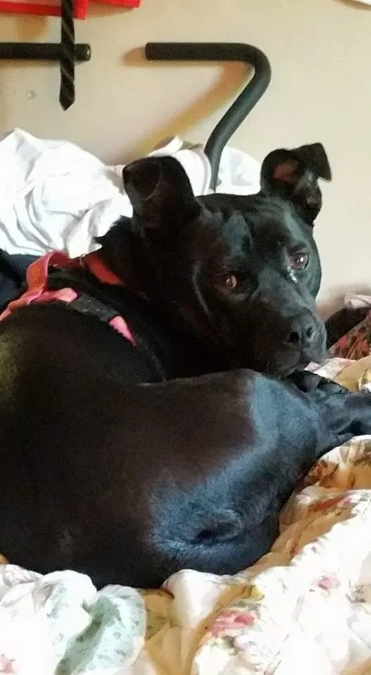 Lost dog in Akron, OH, 44314