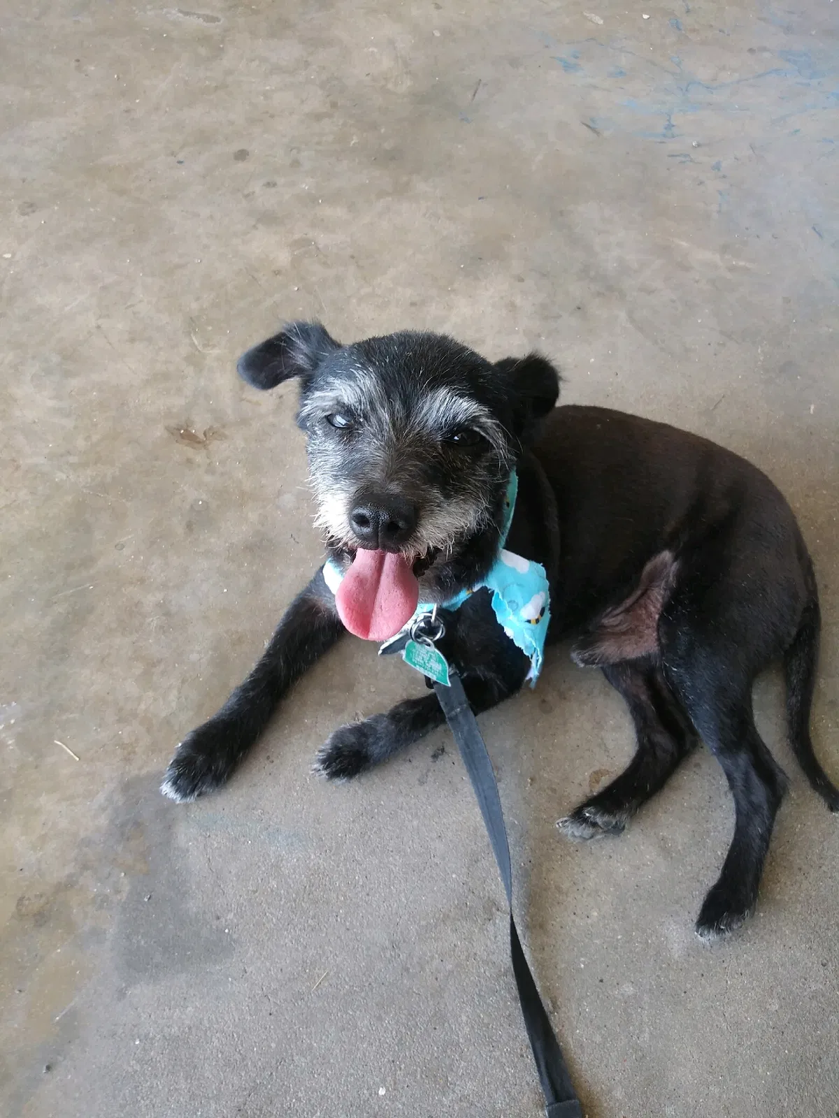 Lost dog in Killeen, TX, 76542