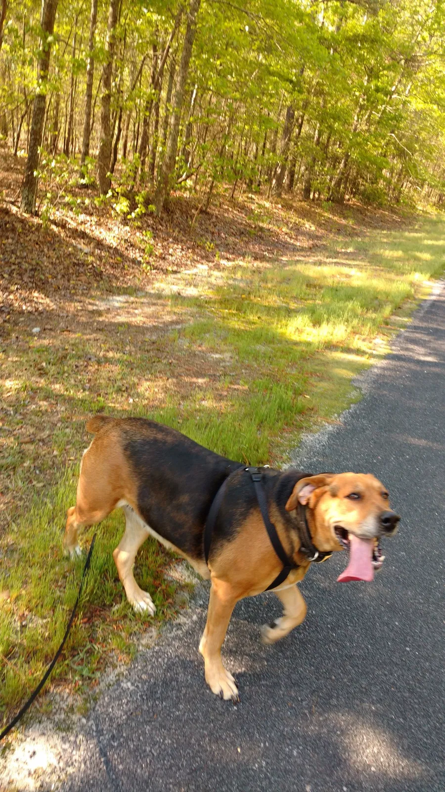 Lost dog in Kershaw, SC, 29067