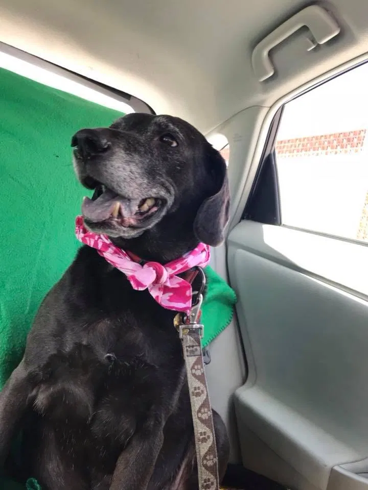 Lost dog in Miami, FL, 33134