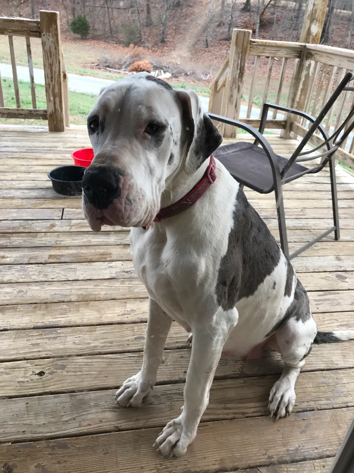Lost dog in Englewood, TN, 37329
